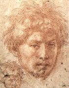 Andrea del Sarto Head of a Young Man oil painting artist